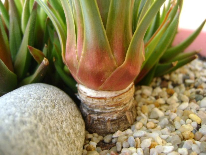 Yucca rostrata, detaliu - Agave si Yucca 2018