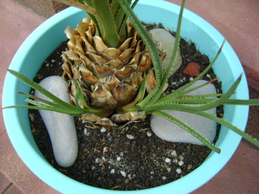 Dasylirion serratifolium, lastari - Agave si Yucca 2018