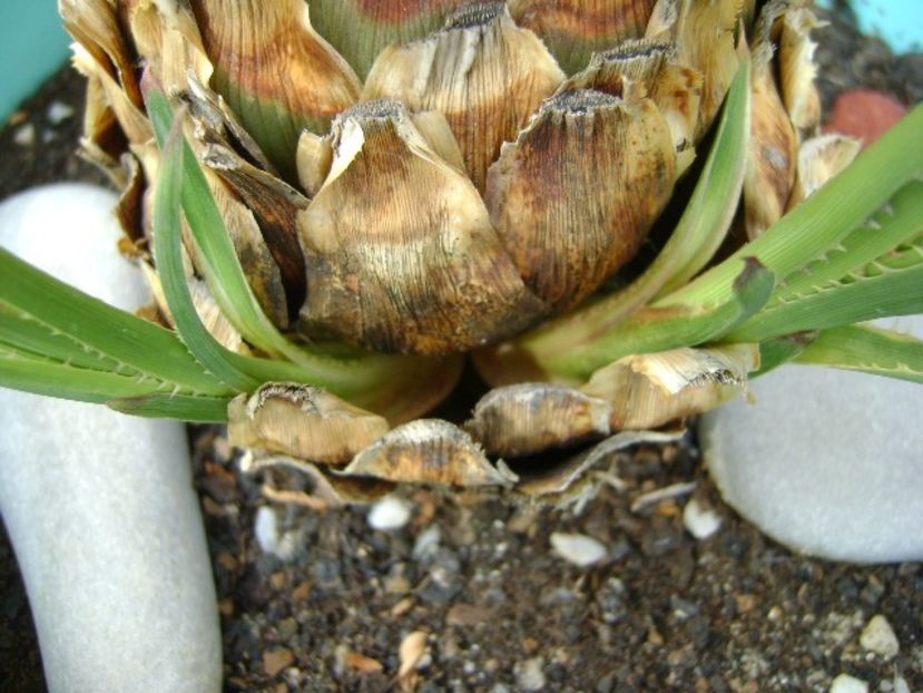 Dasylirion serratifolium, lastari - Agave si Yucca 2018