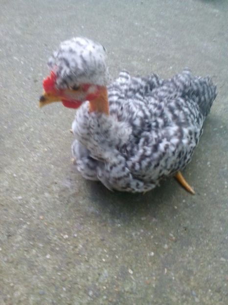  - gât golaș moțaț pitic