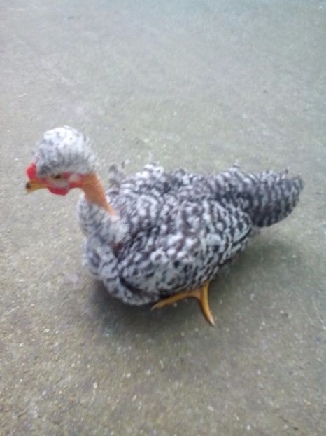  - gât golaș moțaț pitic