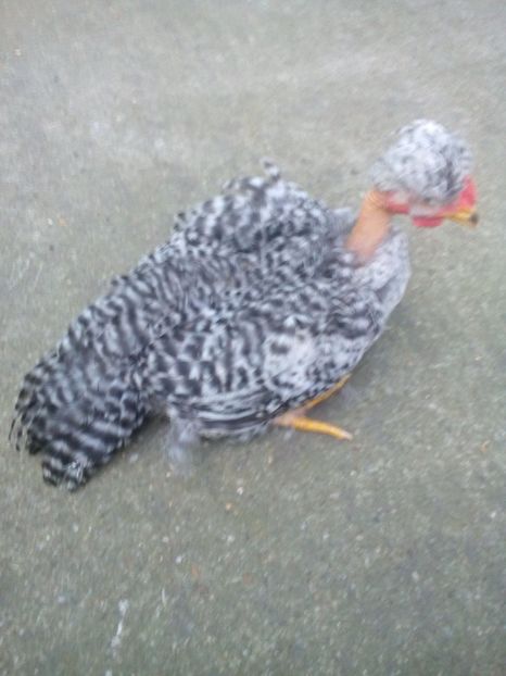  - gât golaș moțaț pitic