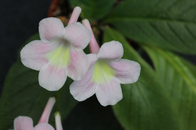 Bristol's Goose Egg - Bristol s Goose Egg