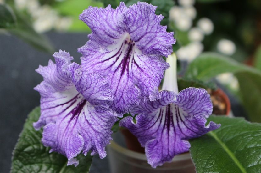 Zviozdnyj Abazur - Zviozdnyj Abazur