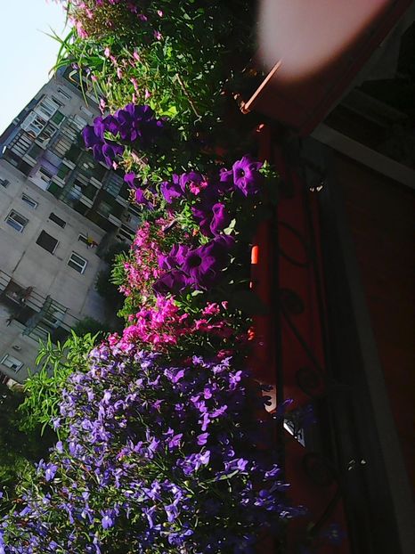 Photo8216 - Balconul meu 2018