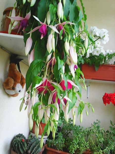 Photo8307 - Balconul meu 2018