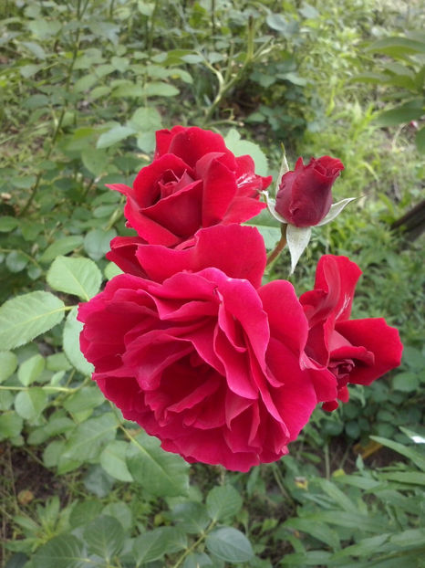 CAM02407 - Trandafiri 2018- V