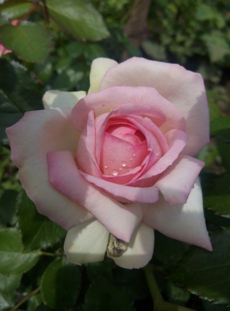 Eden rose - trandafiri 2018