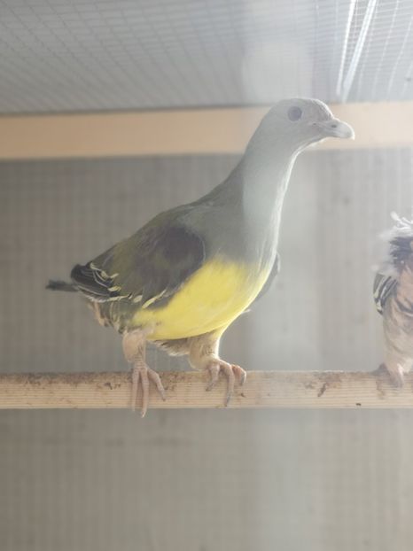  - Porumbei de fructe