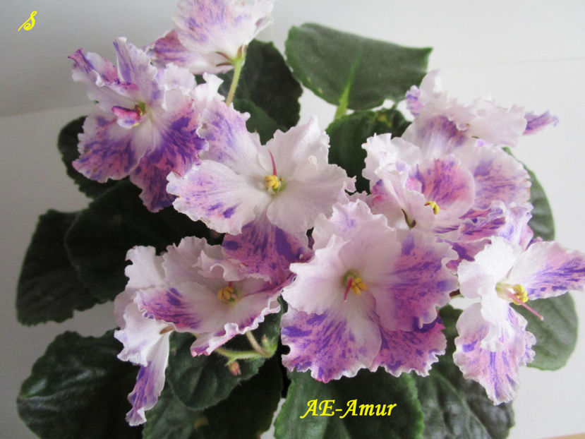 AE-Amur(11-06-2018) - Violete 2018