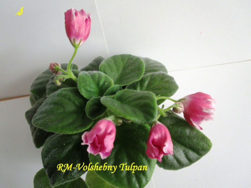 RM-Volshebny Tulpan(11-06-2018) - Violete 2018