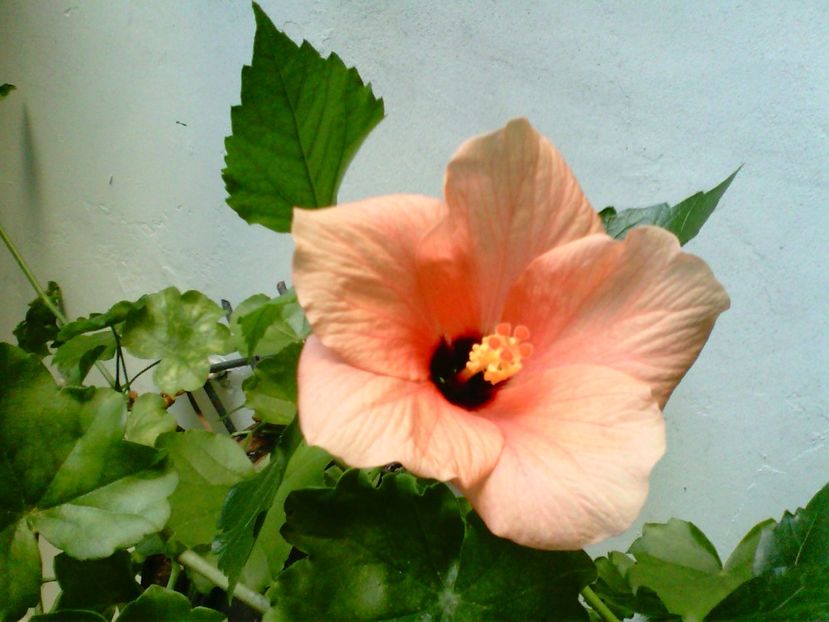 IMG00872 - Flori 2018