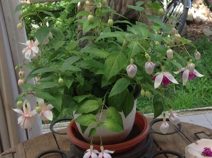  - Jollies La Grande Lorraine