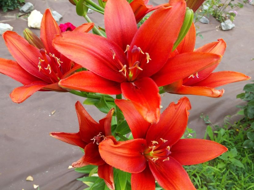 Sphinx - A CRINI 2018