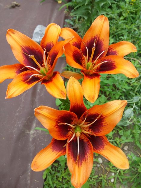 Two some - A CRINI 2018