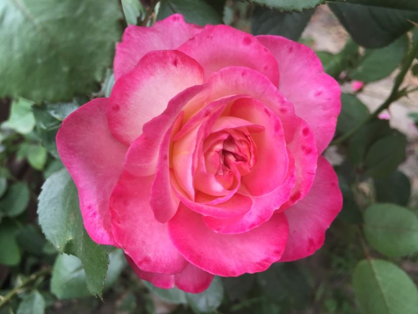  - Florile mamei 2018