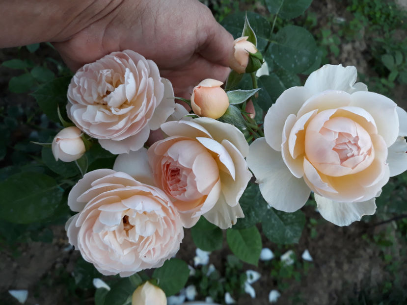  - GENTLE HERMIONE David Austin 3