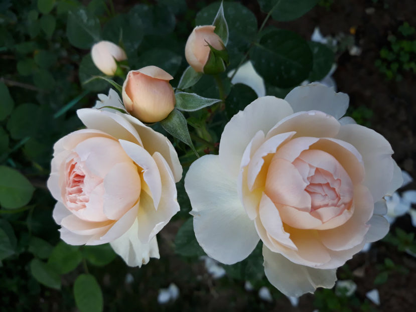  - GENTLE HERMIONE David Austin 3