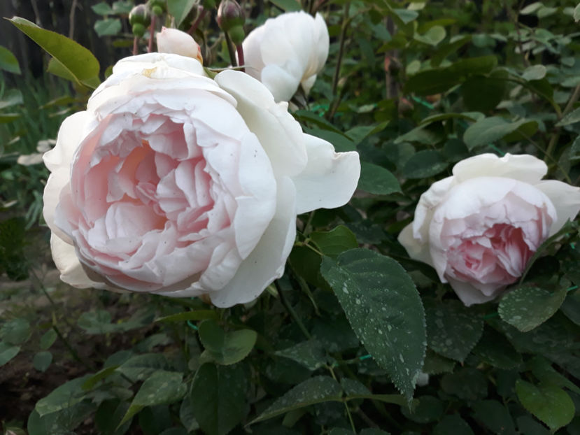  - GENTLE HERMIONE David Austin 3
