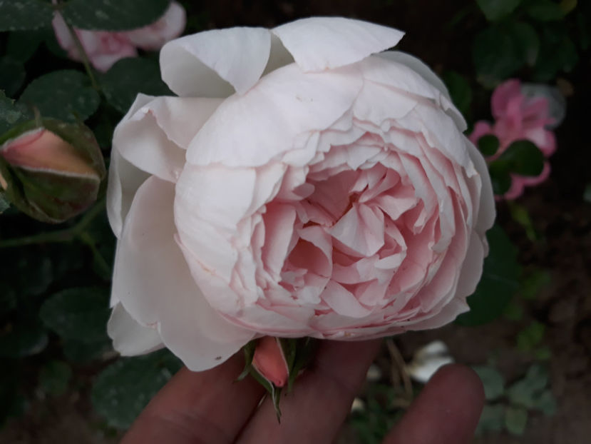  - GENTLE HERMIONE David Austin 3