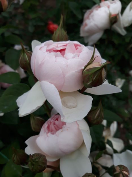 - GENTLE HERMIONE David Austin 3