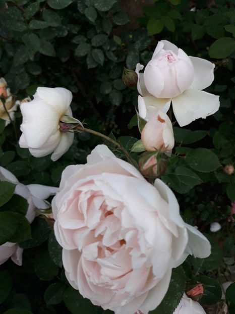  - GENTLE HERMIONE David Austin 3