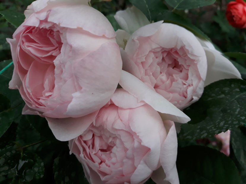  - GENTLE HERMIONE David Austin 3