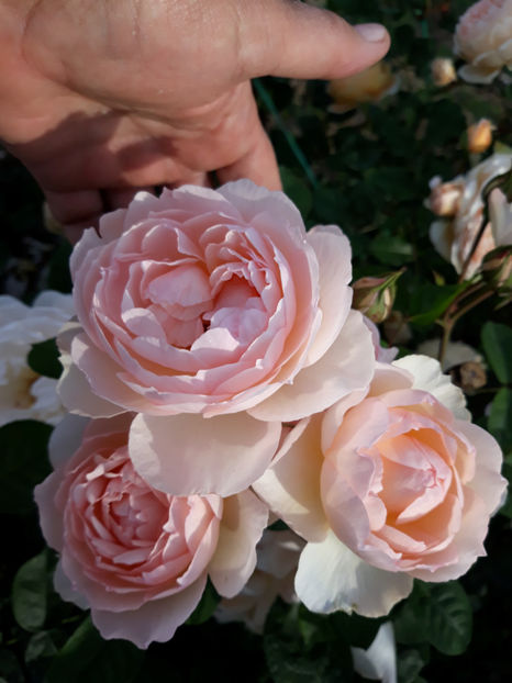  - GENTLE HERMIONE David Austin 3