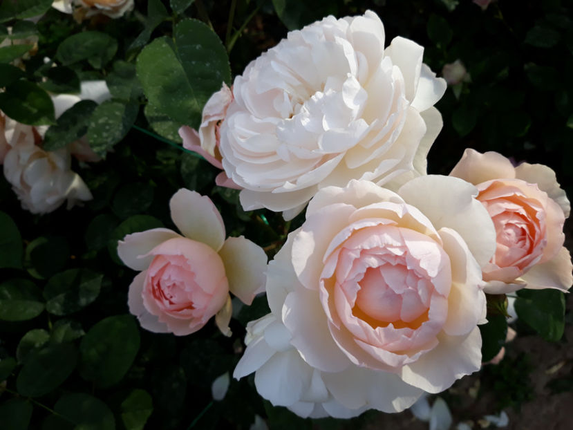  - GENTLE HERMIONE David Austin 3