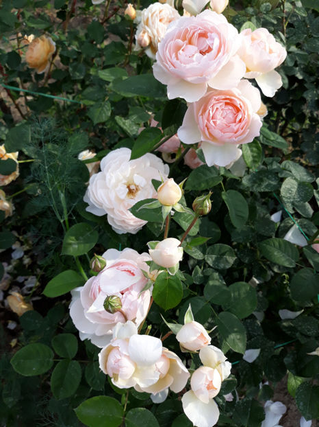  - GENTLE HERMIONE David Austin 3