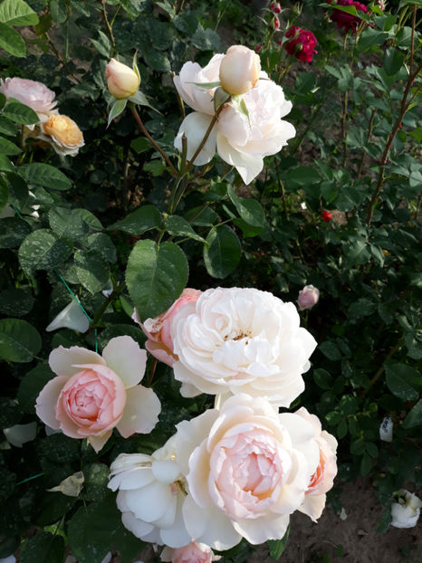  - GENTLE HERMIONE David Austin 3