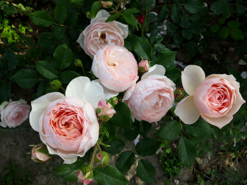  - GENTLE HERMIONE David Austin 3