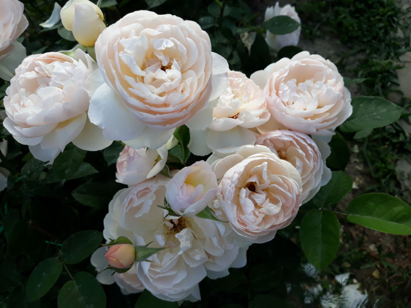  - GENTLE HERMIONE David Austin 3