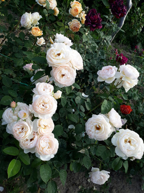  - GENTLE HERMIONE David Austin 3