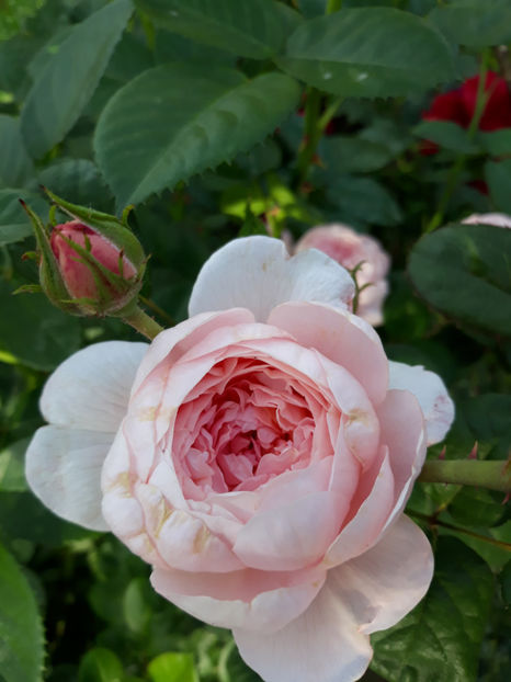  - GENTLE HERMIONE David Austin 3