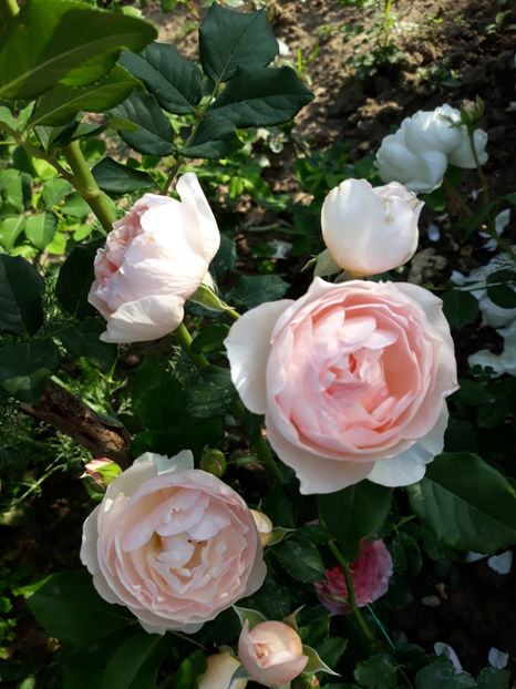  - GENTLE HERMIONE David Austin 3
