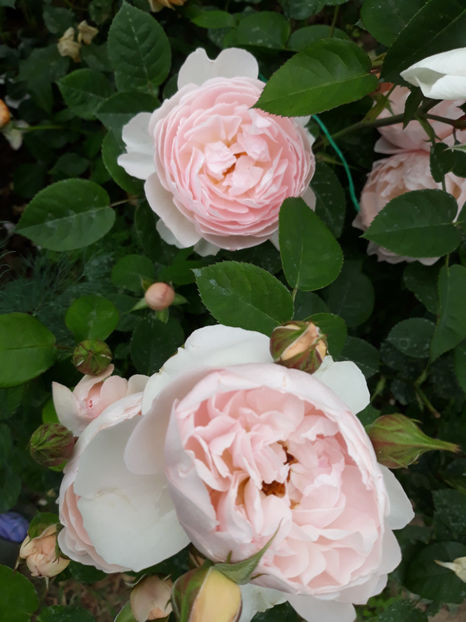  - GENTLE HERMIONE David Austin 3