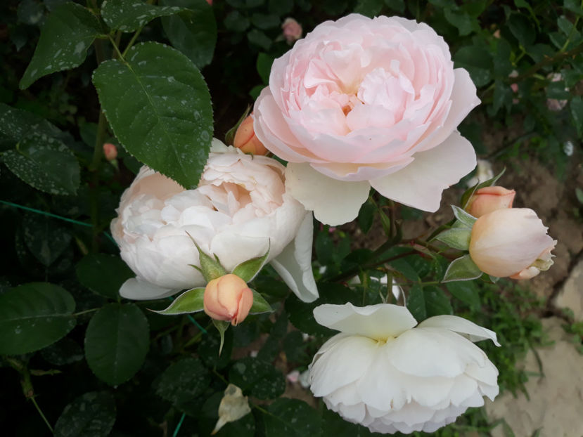  - GENTLE HERMIONE David Austin 3