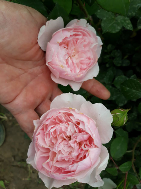  - GENTLE HERMIONE David Austin 3