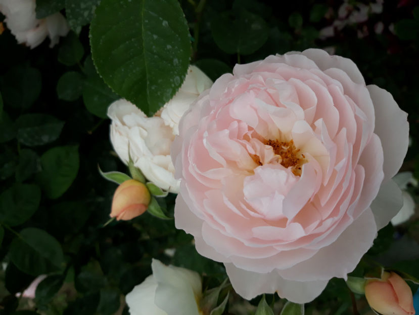  - GENTLE HERMIONE David Austin 3