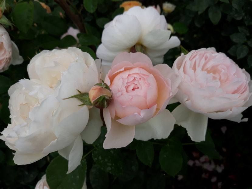  - GENTLE HERMIONE David Austin 3