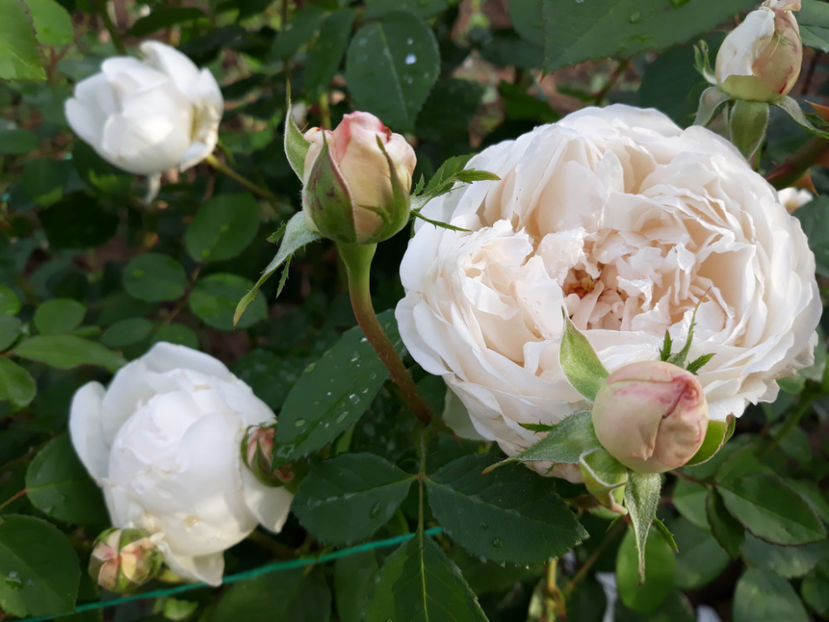  - GLAMIS CASTLE David Austin 3