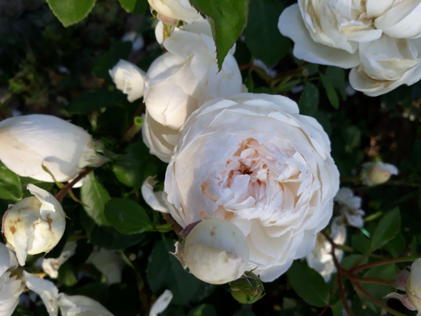  - GLAMIS CASTLE David Austin 3