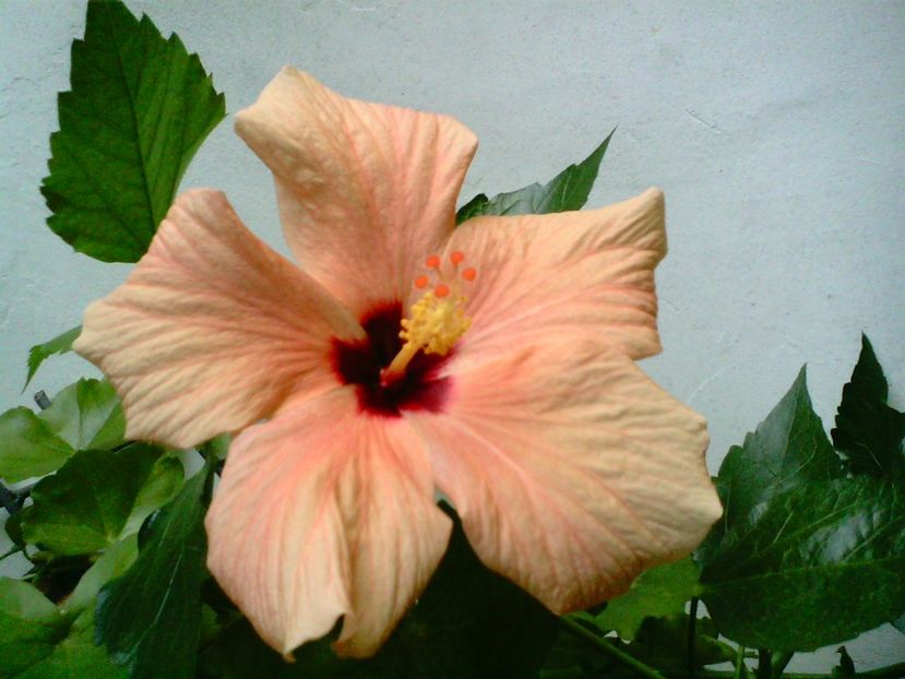 IMG00882 - Flori 2018