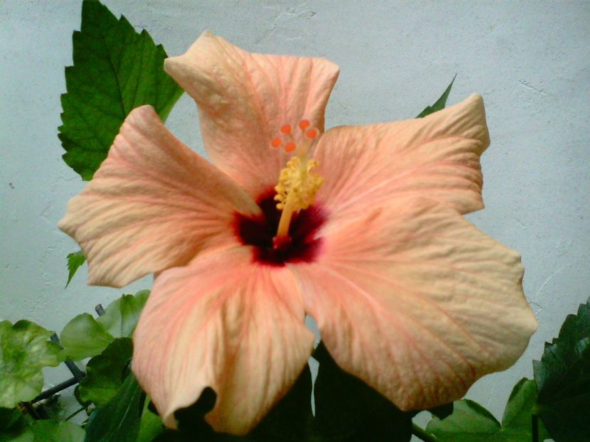 IMG00883 - Flori 2018
