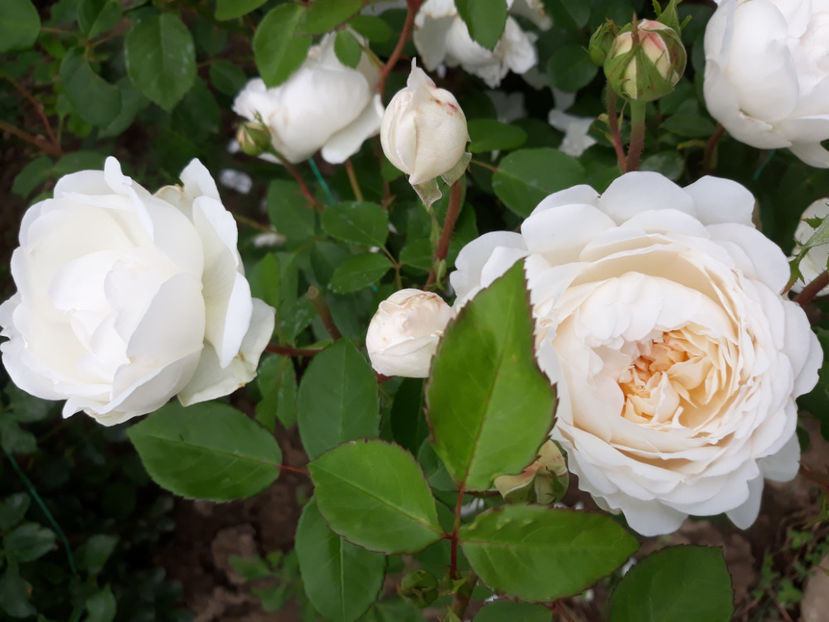  - GLAMIS CASTLE David Austin 3