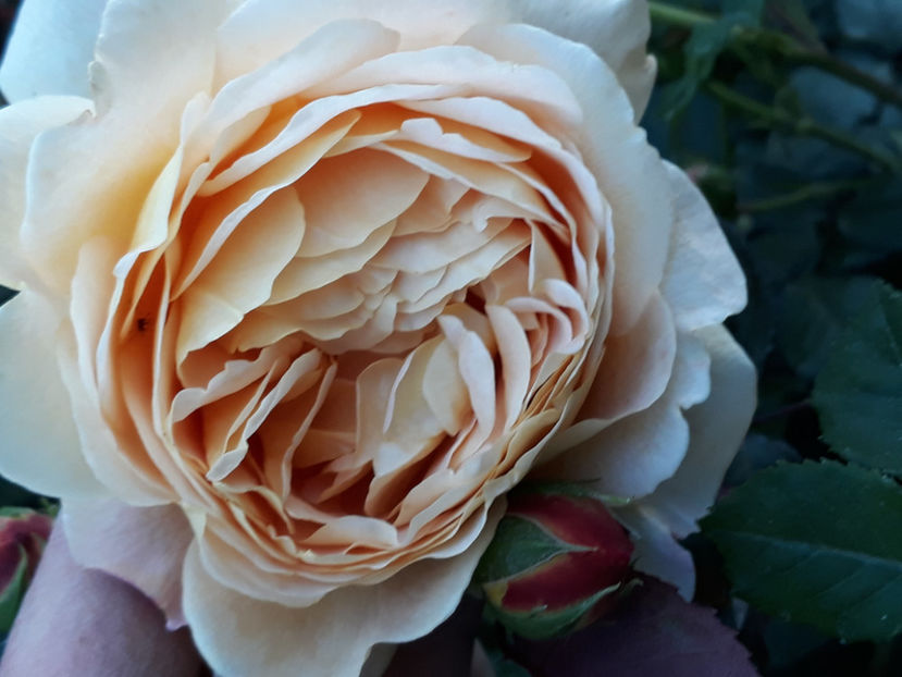  - GOLDEN CELEBRATION David Austin 3