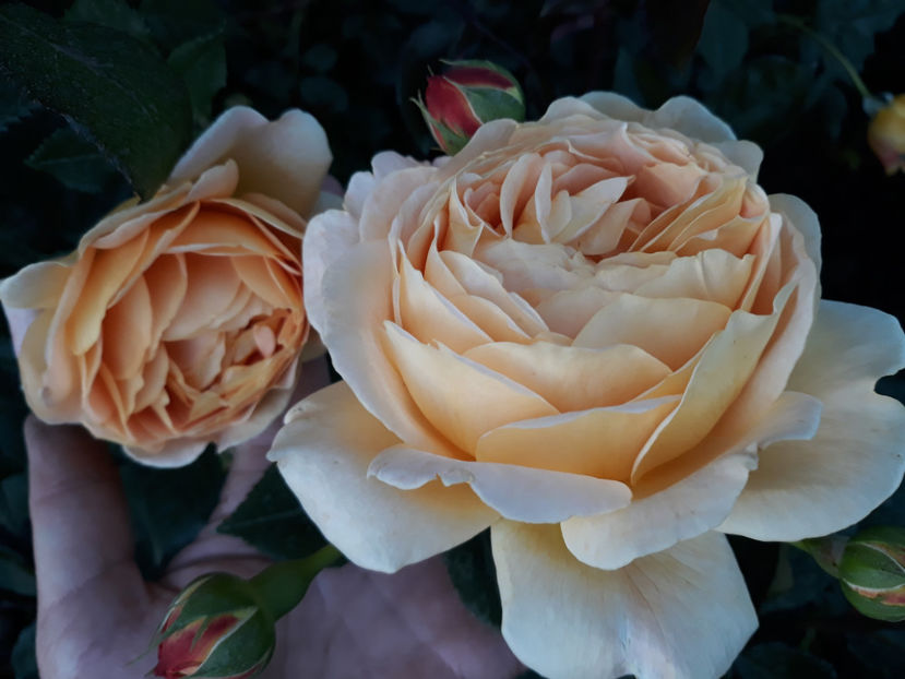  - GOLDEN CELEBRATION David Austin 3