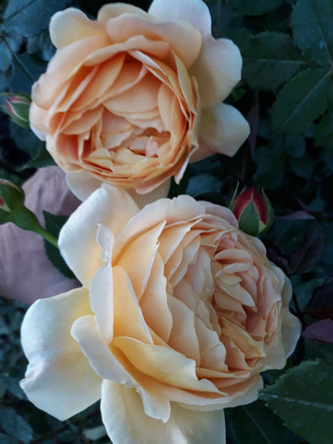  - GOLDEN CELEBRATION David Austin 3