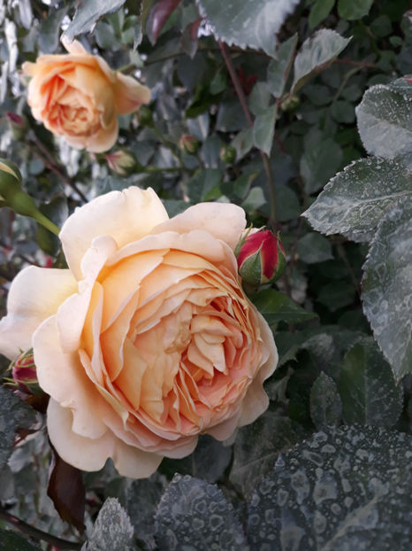  - GOLDEN CELEBRATION David Austin 3